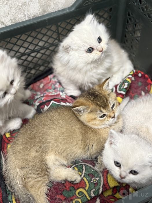 Продаются милые котята