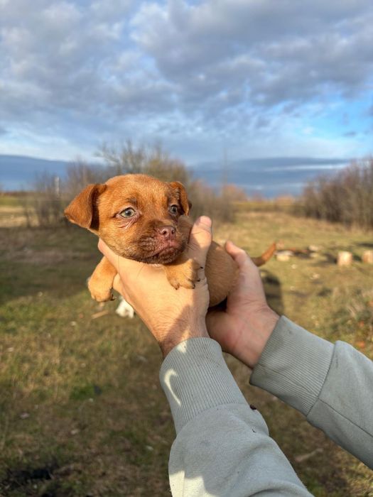 Ofer caței in spre adopție gratis!