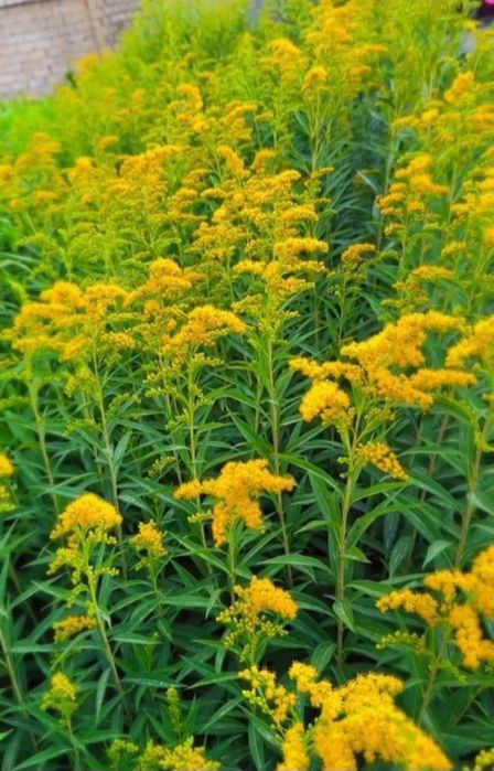 Гул кучат ва уруглар Тошкент