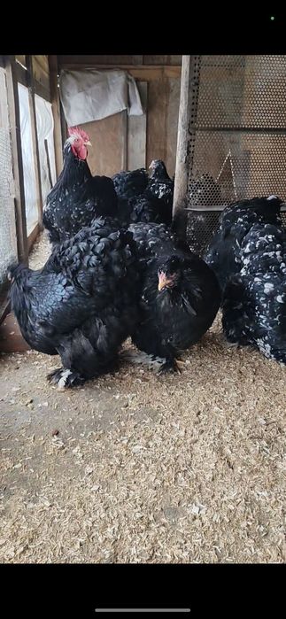 Cochinchina uriaș bobat și Galben