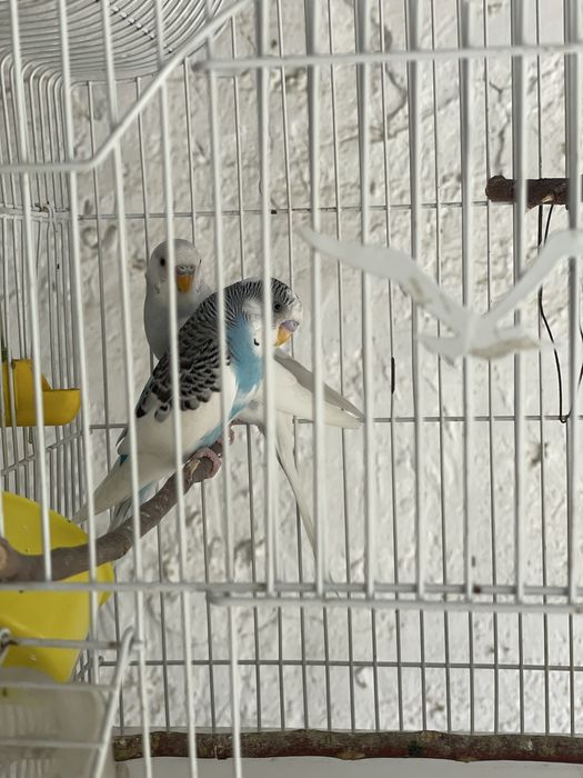 Волнистые попуги