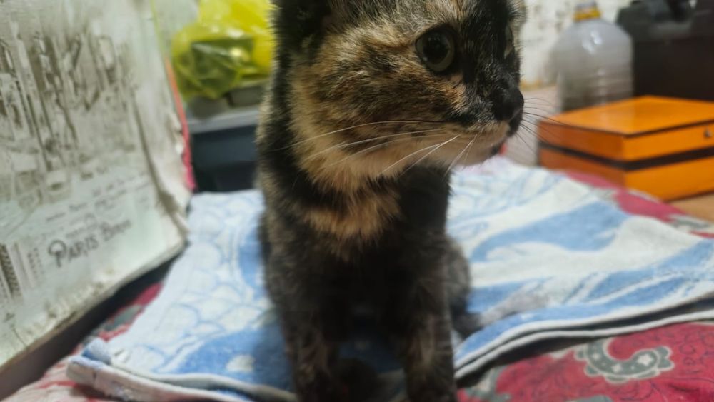 Отдам кошку 1 год примерно