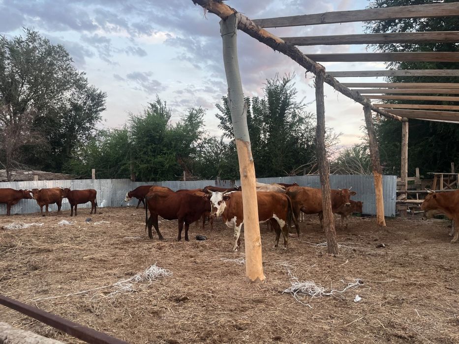 Продаются коровы