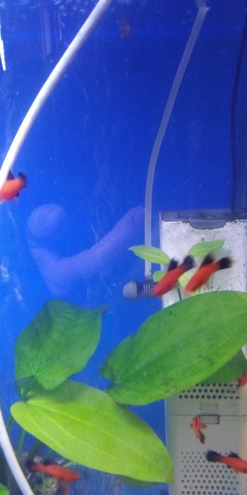 Продам флаговых меченосцев берлинских. Молодь.