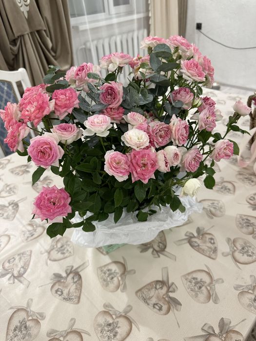 продам цветы, свежие