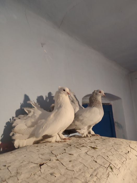 Vând porumbei voltați indieni