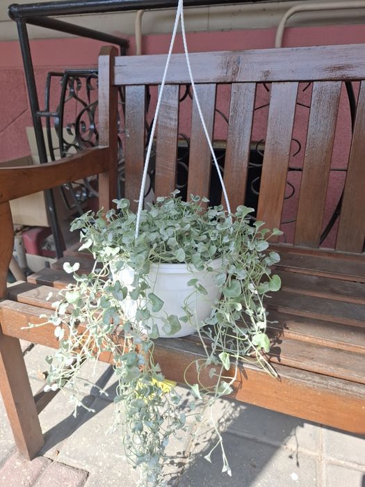 Дихондра Серебристая растение