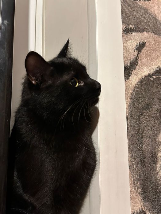 Кошка ищет семью и дом