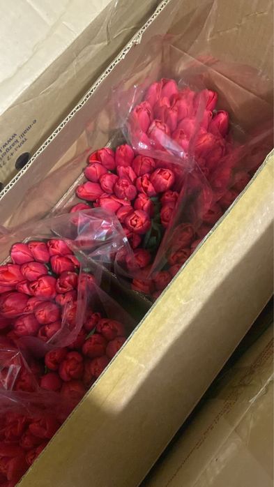 Тюльпаны в розницу ..