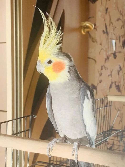 Попугай Корелла читайте внимательно