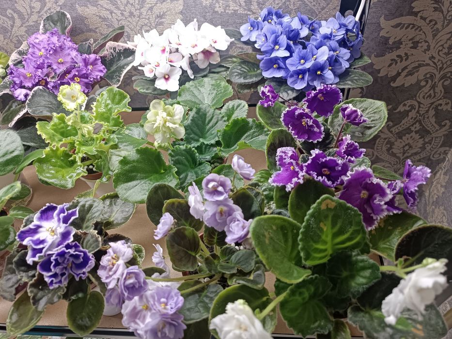 Фиалки   сортовые