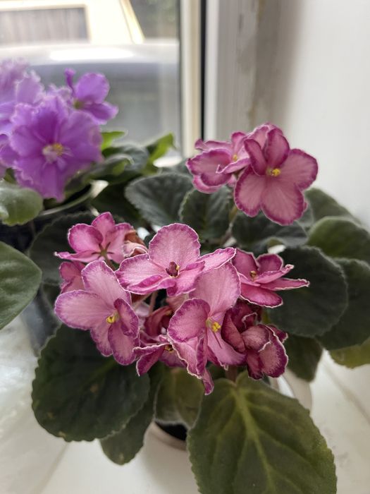 Продам цветущие сортовые фиалки!