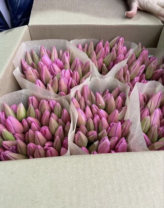 Тюльпаны предзаказ оптом к 8 марта