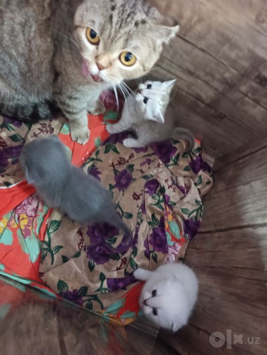 Шотландские котята