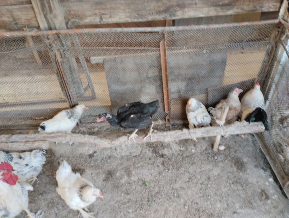 Брама жумыртка шоше товук бар