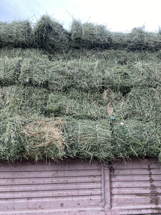 Сено Клевер Жонышқа