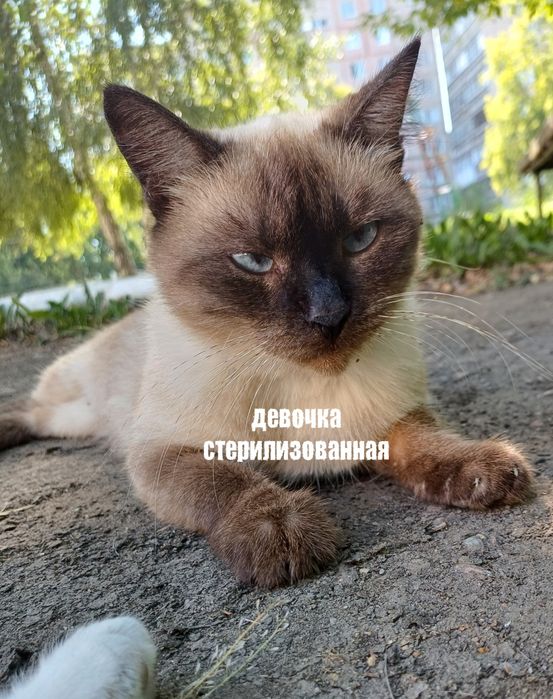 Отдам кошек в добрые руки