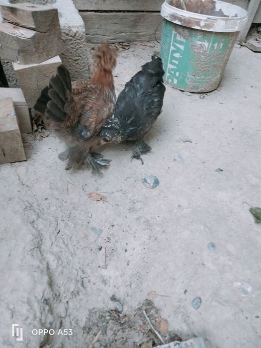 Продам японский карлик цыплята