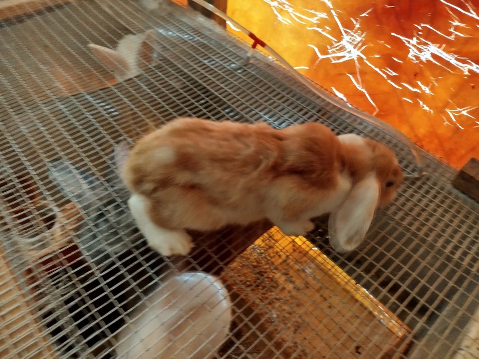 Куйонлар сотилади