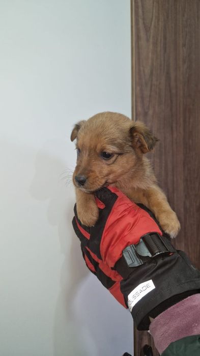 Отдам щенков в добрые руки