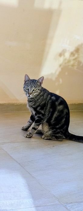 Подарявам котенца на 1 годинка - кастрирани