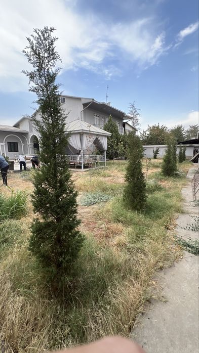 Gazon Газон, полив,ландшафт