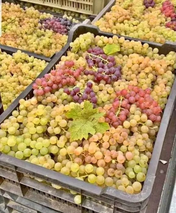 Vând struguri de vin producție 2026