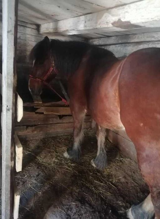 Vând cal garantat de 7 ani