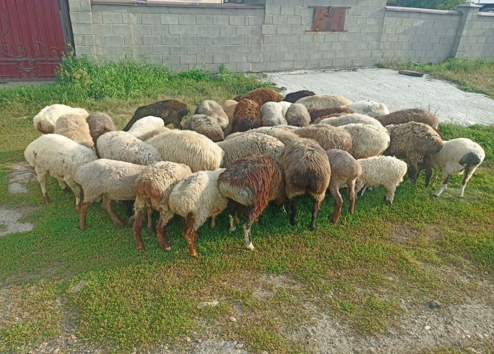 Продам 10 маток с ягнятами
