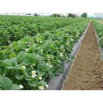 Agris verde stoloni capsuni remontante curgatoare zmeur
