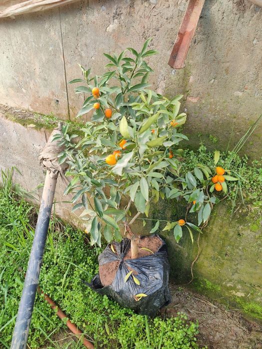 Pomello kumkuvat koʻchatlar