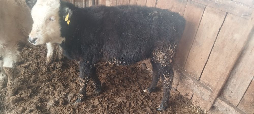 Бұзау сатылады.Бычок