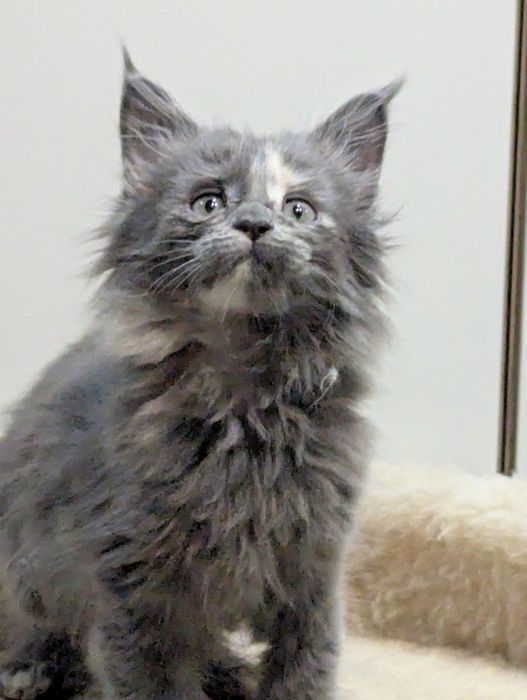 Мейн Кун Полидакт Каспи Ред