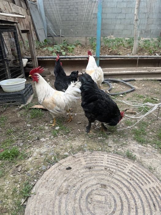 xoroz петух товук