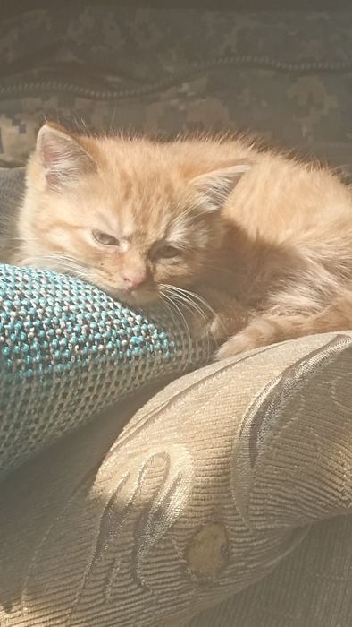 Отдам за шоколадку