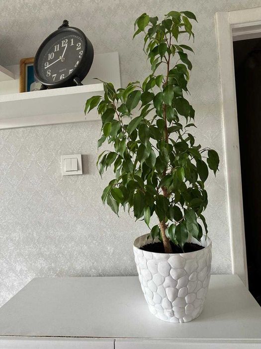 продам Фикус Бенджамина Баттона