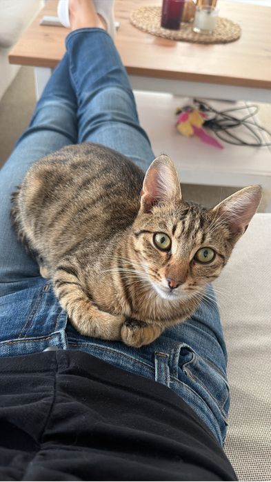 Motan 5 luni de adoptat