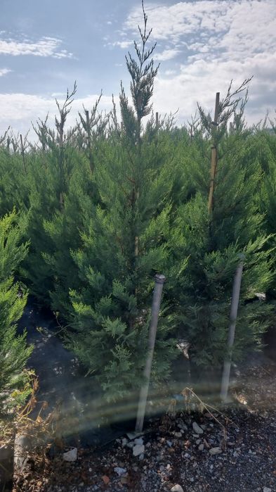 Tuia leylandii de la 1.3 la 4