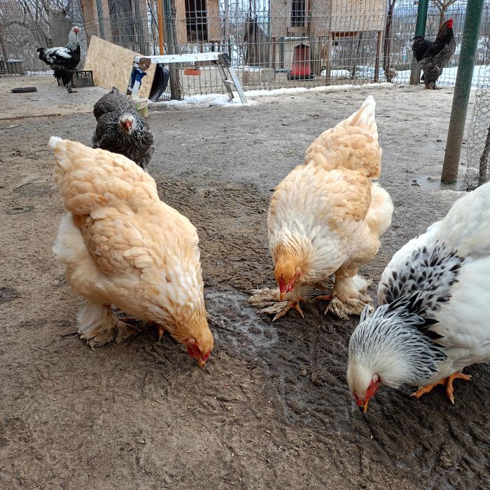 Găini și Cocoși Brahma  150 ,,,250. Lei in funcție de pasăre