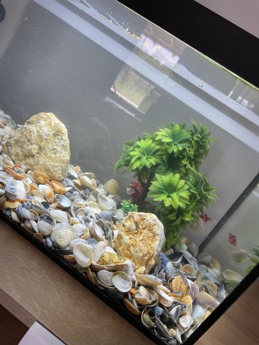Acvariu Pesti 60 L