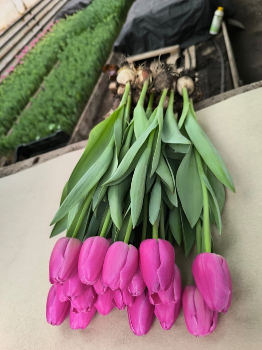 Тюльпаны Тюлпаны