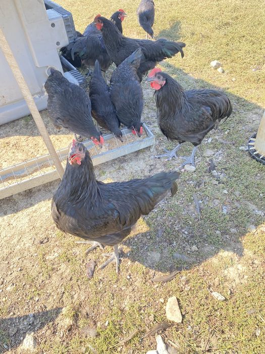 Cocosi australorp