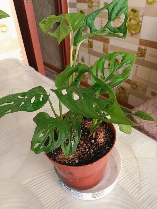 Монстера Манки продам