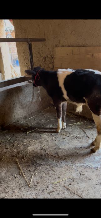 Срочни она бола сигр сотлади ювош