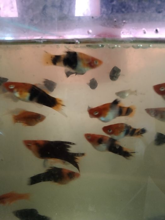 Меченосцы триколор 8'-9см