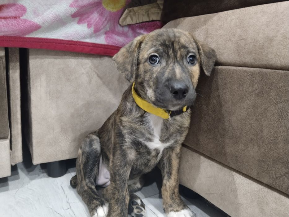 Добрый Руки щенок