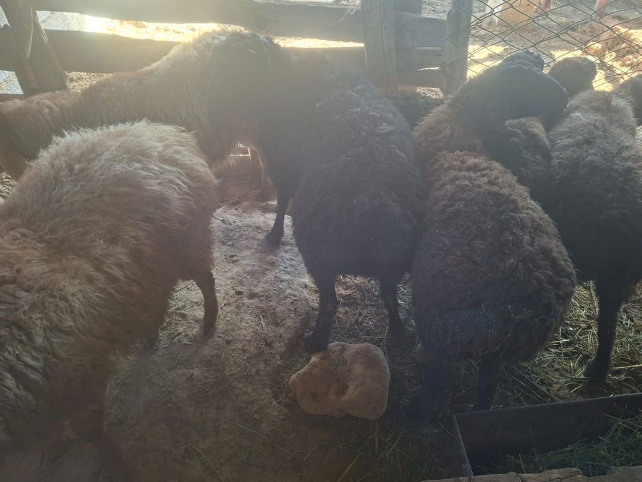 Секе 4 жасар қошқарлар 2 жасар 1 жасарлар