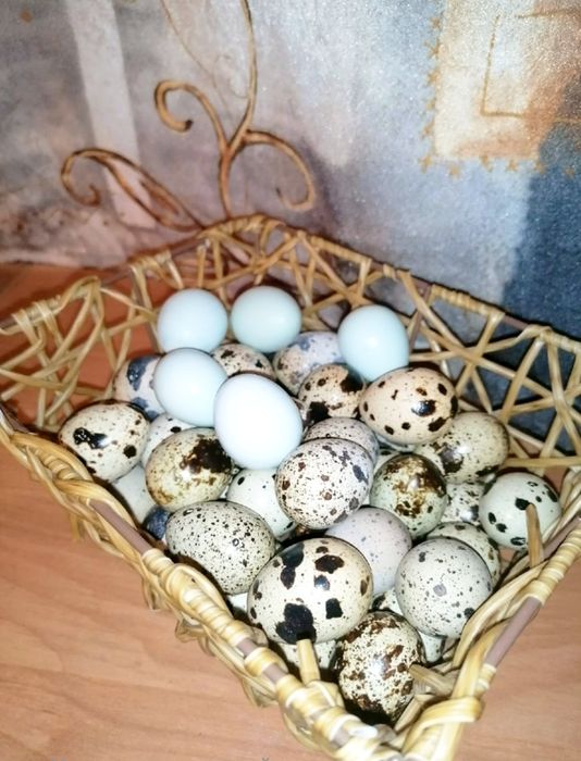 Домашние перепелинные яйца Noble Quail