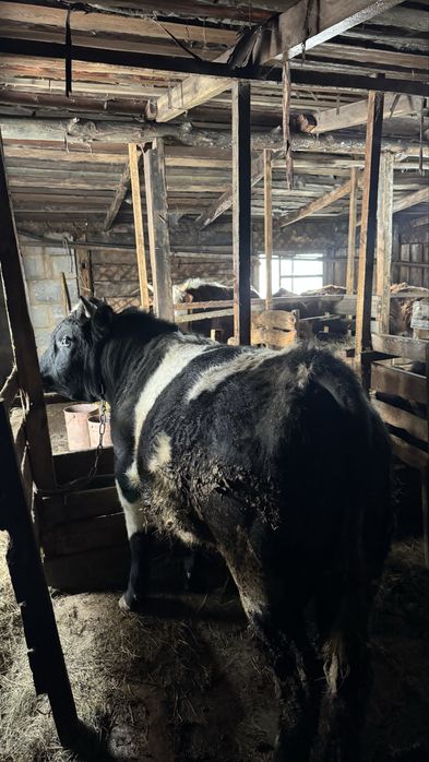 Продам бычков 9 голов