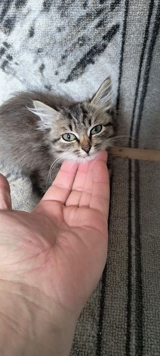 Отдам котенка Девочку в добрые руки